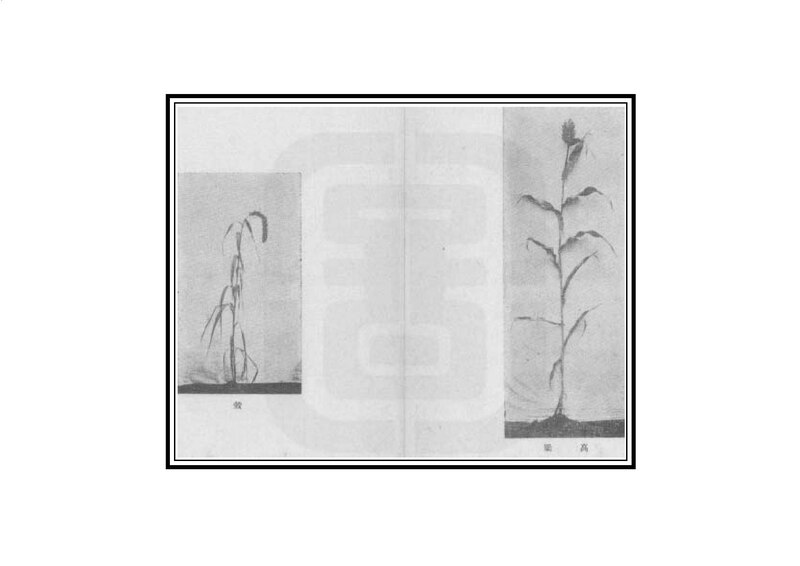 File:NLC403-312001060088-120494 濰縣誌稿 民國30年(1941) 卷二十六.pdf